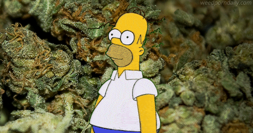 Wut GIF - The Simpsons Homer Weed GIFs
