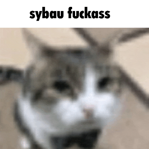 a blurry picture of a cat with the words sybau fuckass written on it .