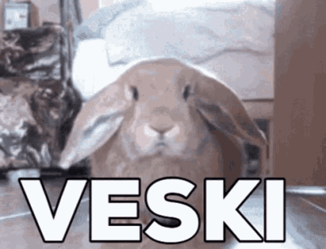 Veski Rabbit GIF
