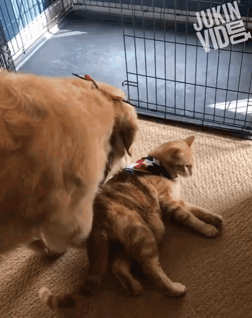 Cat And Dog Pull Scarf GIF - Cat And Dog Pull Scarf Cute Dog GIFs