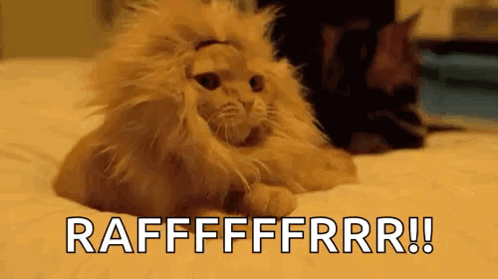 Lion Cat GIF - Lion Cat Confident GIFs