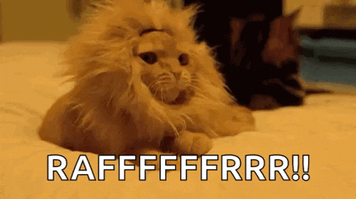 a cat wearing a lion wig is laying on a bed with the words rafffffrrr ! behind it .