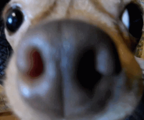 Degradka Chihuahua Dog GIF - Degradka Chihuahua Dog Fisheye Lens GIFs