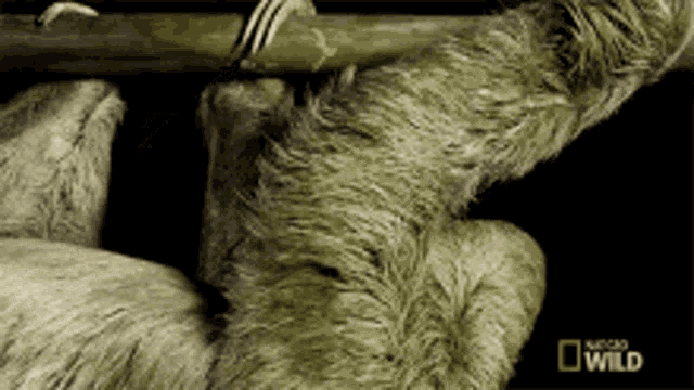 a sloth is hanging from a tree branch with a national geographic logo in the background