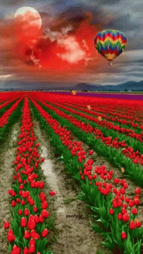 Beautiful Red GIF - Beautiful Red Tulips GIFs