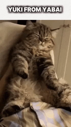 a cat is laying on a person 's lap with the caption yuki from yabai