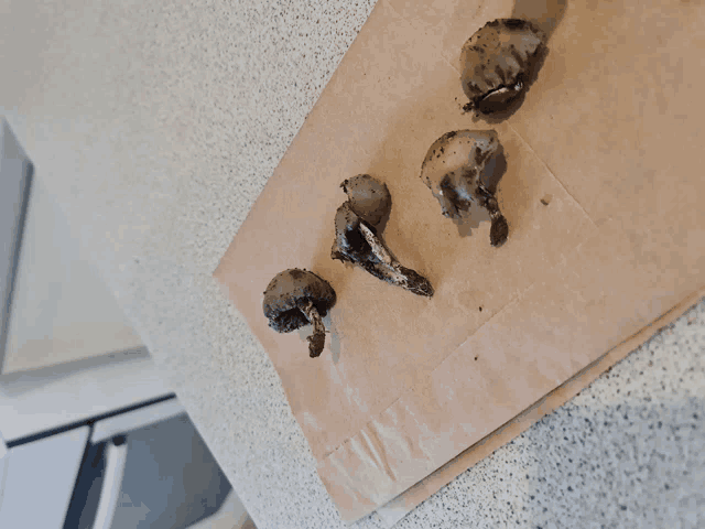 three mushrooms are sitting on a brown paper bag