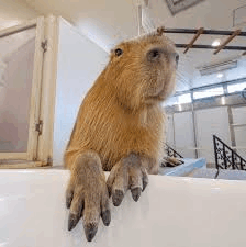 Capybara Feet GIF - Capybara Feet GIFs