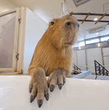 a capybara is sitting on top of a bathtub .