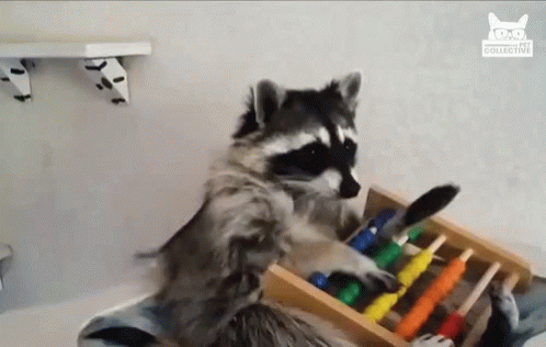 Raccoon Playful GIF - Raccoon Playful Playing GIFs
