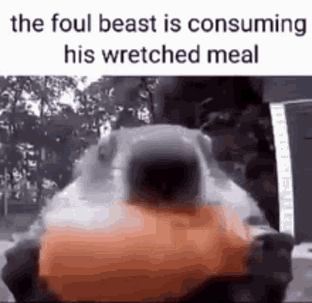 a squirrel is eating a wretched meal .