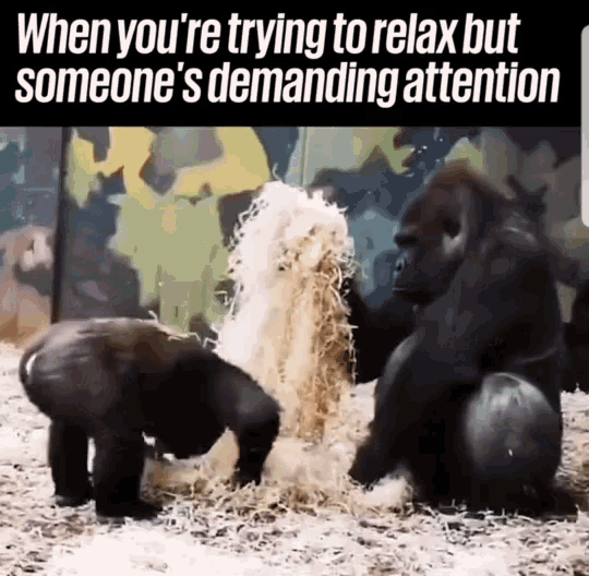 Monkey Funny Animals GIF - Monkey Funny Animals Demand Attention GIFs
