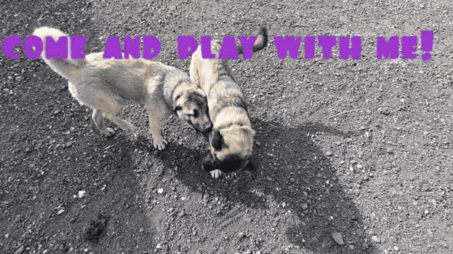 Come On Come And Play GIF - Come On Come And Play Dogs GIFs