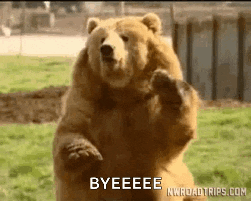 a brown bear is standing on its hind legs and says byeeee .