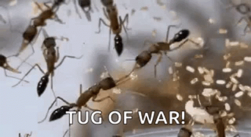 Insect Ants GIF - Insect Ants Tug Of War GIFs