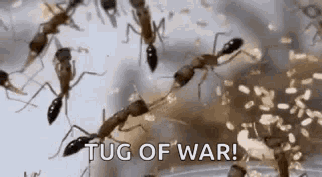 a group of ants are crawling on a table and eating food .