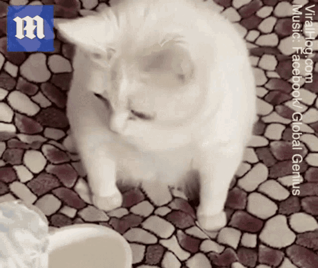 a white cat is sitting on a tiled floor next to a cup of milk ..