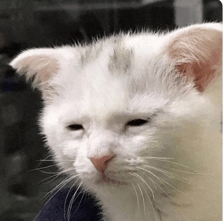 a close up of a white cat 's face with a sad look on its face .
