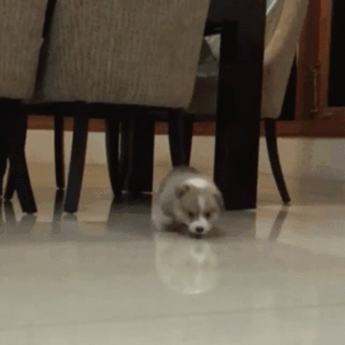 Tired Puppy GIF - Tired Puppy Cute GIFs