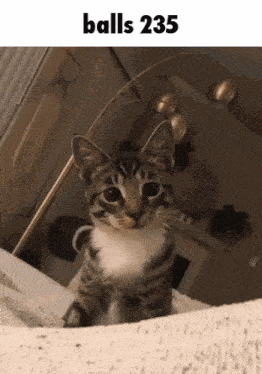a kitten sitting on a bed with the words balls 235 above it