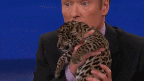 This Is Just Right GIF - Animals Tv Talk Show GIFs