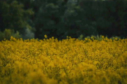 Flowers Suprise GIF - Flowers Suprise Jumping GIFs