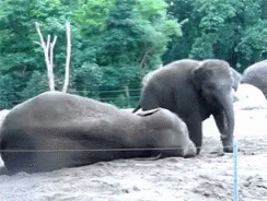 Kicked Elephant GIF - Kicked Elephant Smell My Fart GIFs
