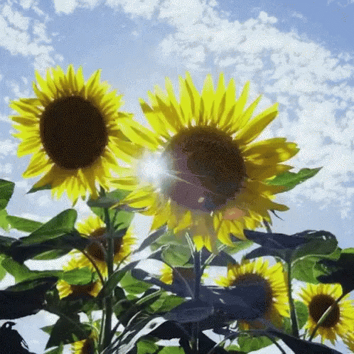 Sunflowers GIF - Sunflowers GIFs