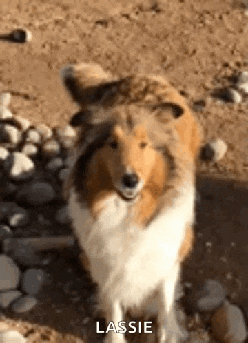 a collie dog is standing in the dirt and rocks .