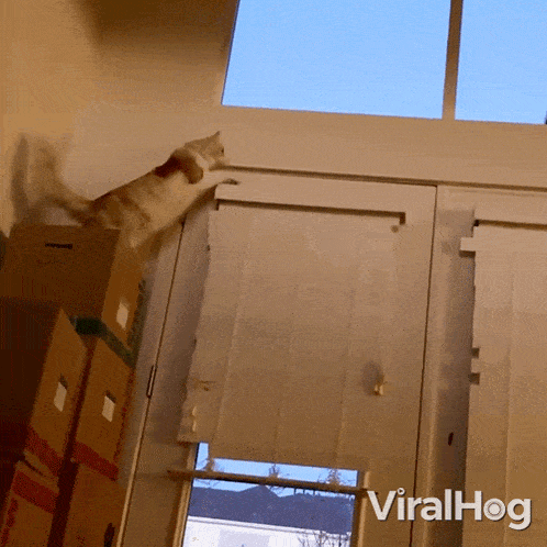 Falling Cat Viralhog GIF - Falling Cat Cat Viralhog GIFs