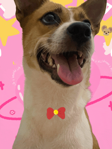 a brown and white dog with its tongue out and a red bow tie