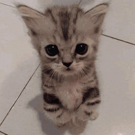 a small kitten is sitting on its hind legs on a tiled floor and looking up at the camera .