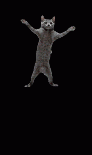 Dancing Cat Dancing GIF - Dancing Cat Dancing Cat GIFs