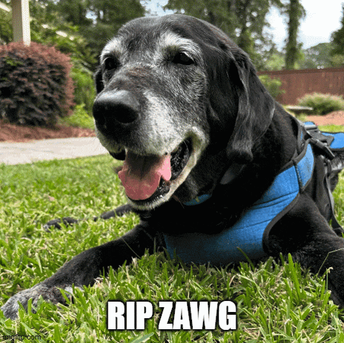 a black dog wearing a blue harness is laying in the grass with the caption rip zawg