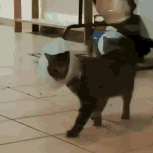 Discocat Stroll GIF - Discocat Stroll Cat Dance GIFs