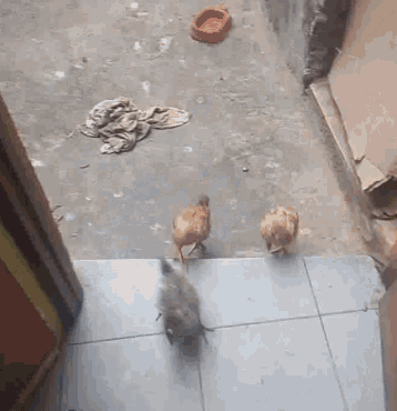 Chicks Clucking GIF - Chicks Clucking Door GIFs
