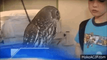 a boy in a blue shirt looks at an owl