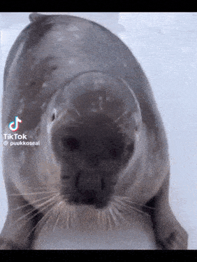 a seal is looking at the camera with a tiktok watermark on the bottom