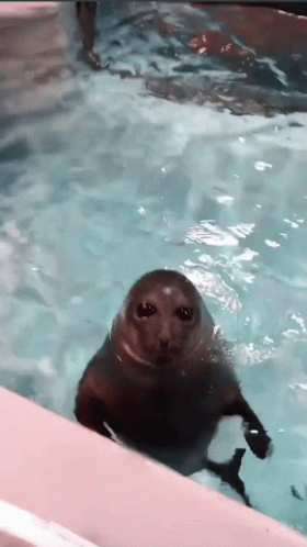 Tilldcwn Seal Animal GIF
