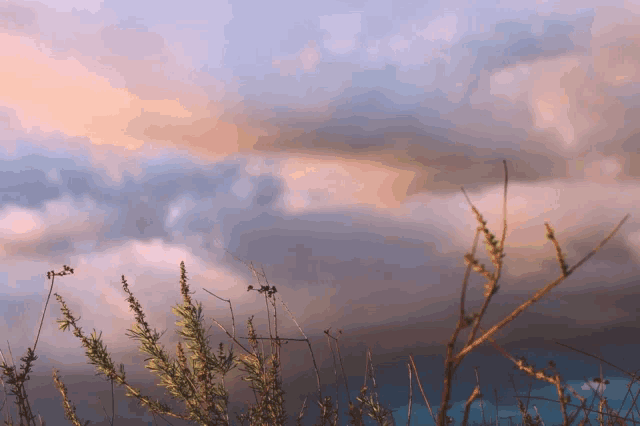 a stormy sky with a few plants in the foreground