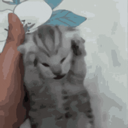 a person is holding a small kitten in their hands