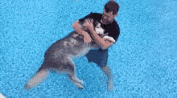 a man is holding a husky dog in his arms in a pool .