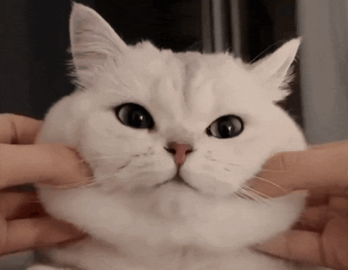 a person is petting a white cat 's face with their hands