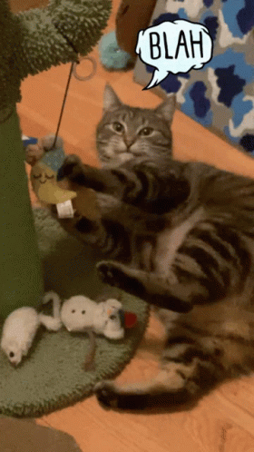 Funny Cats GIF - Funny Cats Cat GIFs