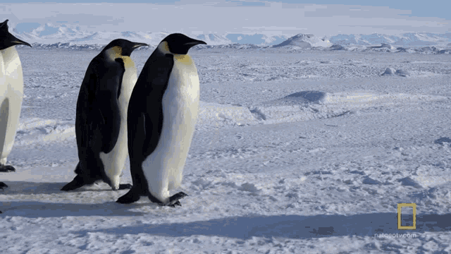 Walking In A Group Emperor Penguins GIF - Walking In A Group Emperor Penguins Stroll GIFs