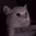 a close up of a white cat laying on a table with its mouth open .