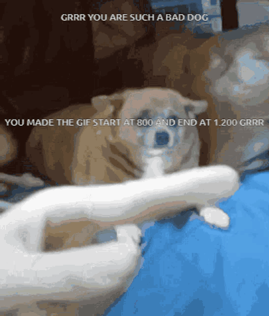 a dog laying on a bed with the words grrr you are such a bad dog