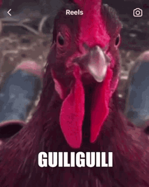 Guiliguili Chicken GIF