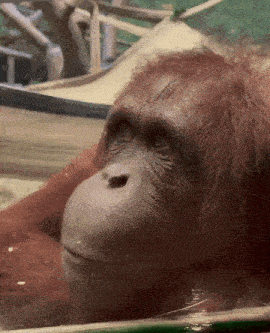 a close up of an orangutan 's face looking out a window