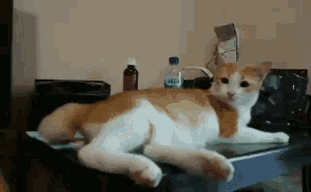 an orange and white cat is laying on a table next to a bottle of aquafina